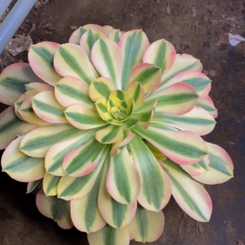 香妃多肉植物2711