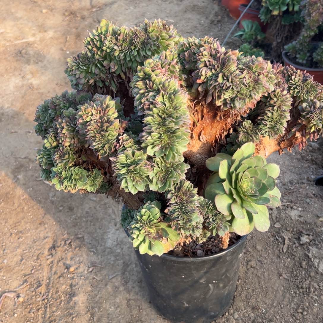 多肉植物大颗万圣节缀