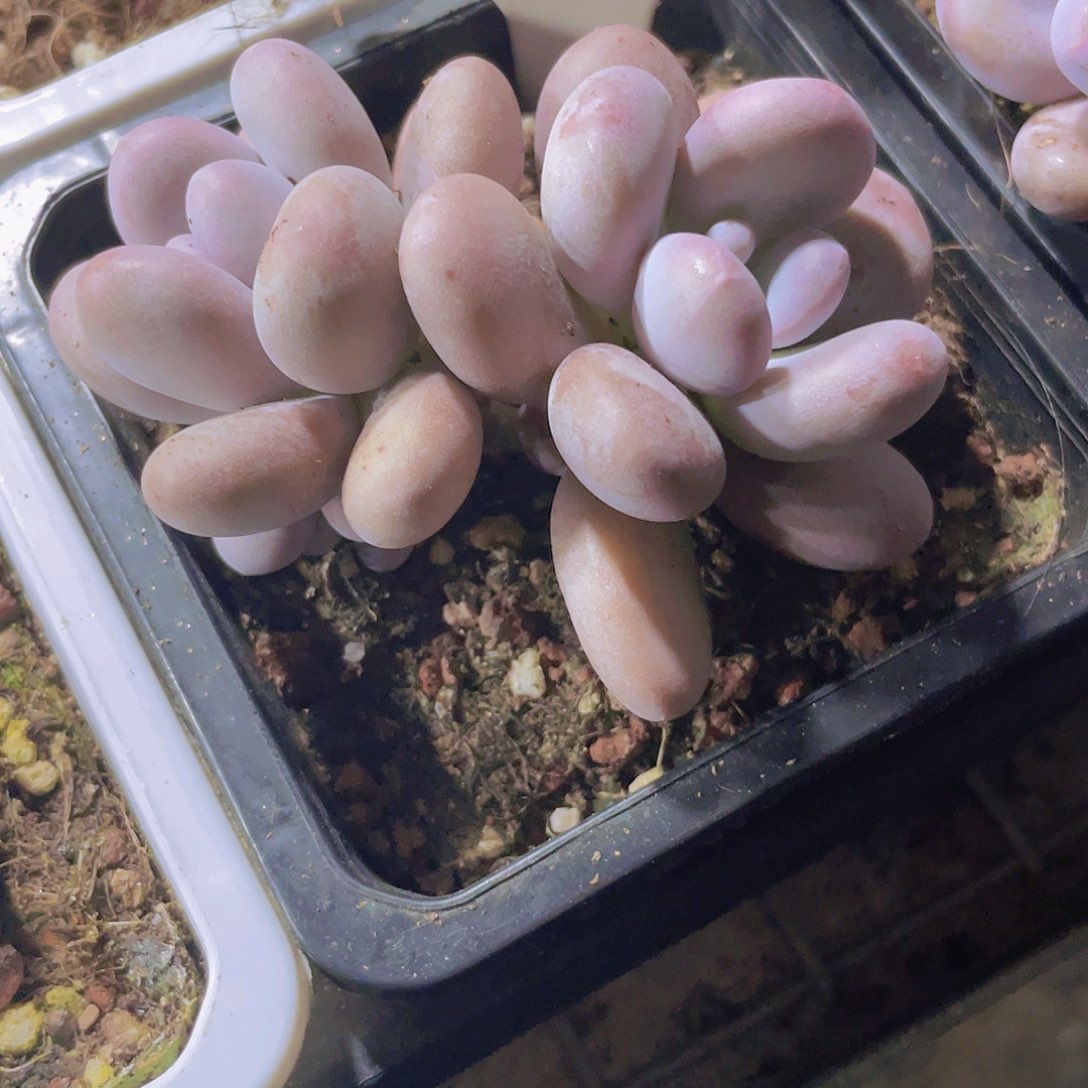 大叶奶w098一物一拍