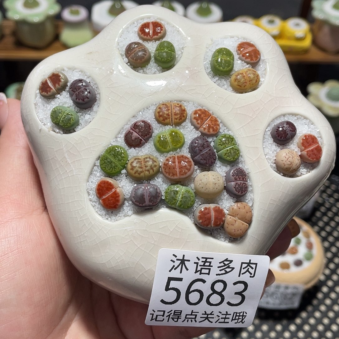 带盆土植物 一物一拍5683