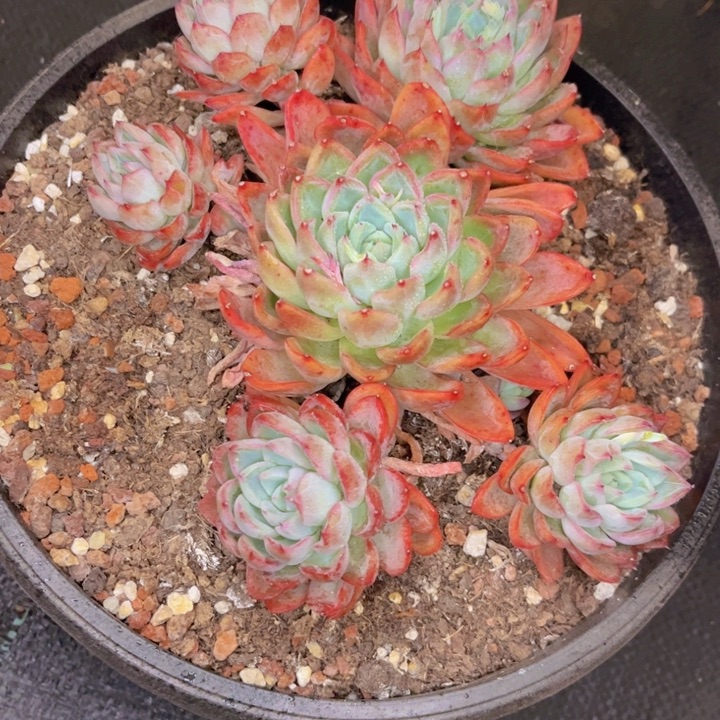 友家多肉一物一拍29