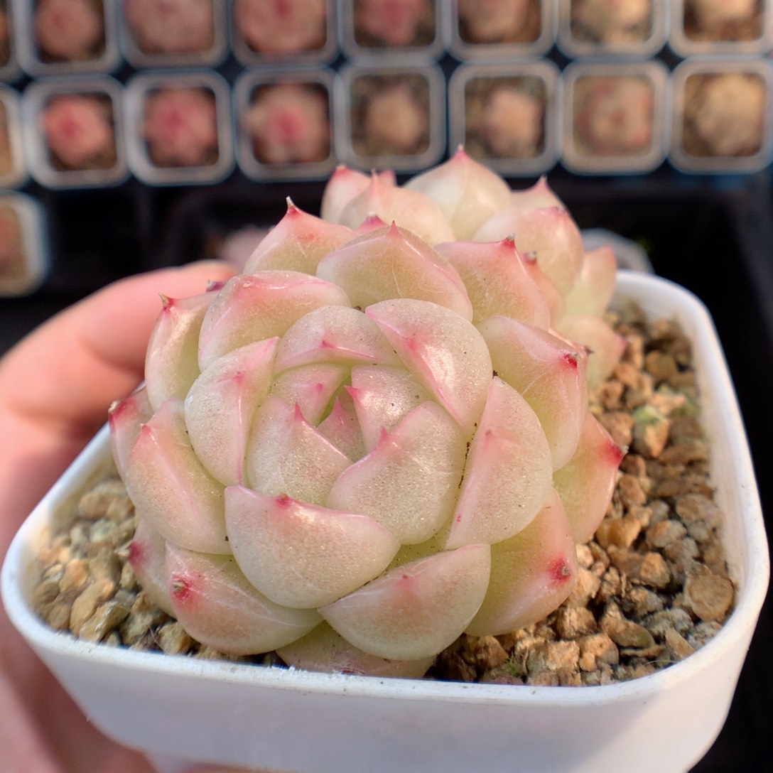 一物一拍精品多肉。麦秆双头39