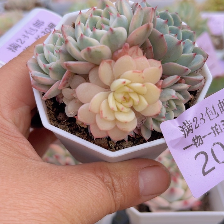 姬莲锦多肉植物202