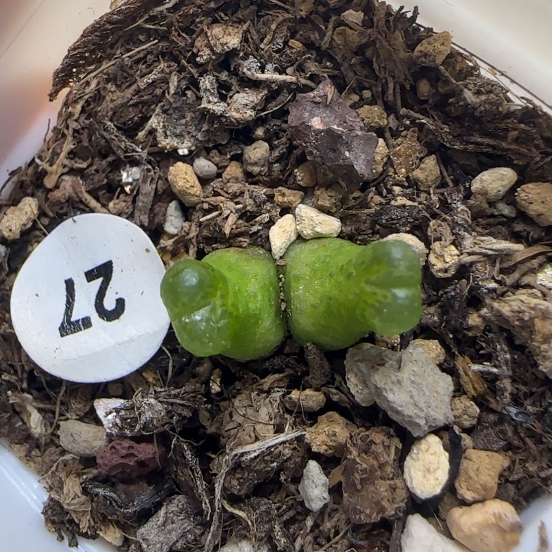 小葫芦双头多肉植物27