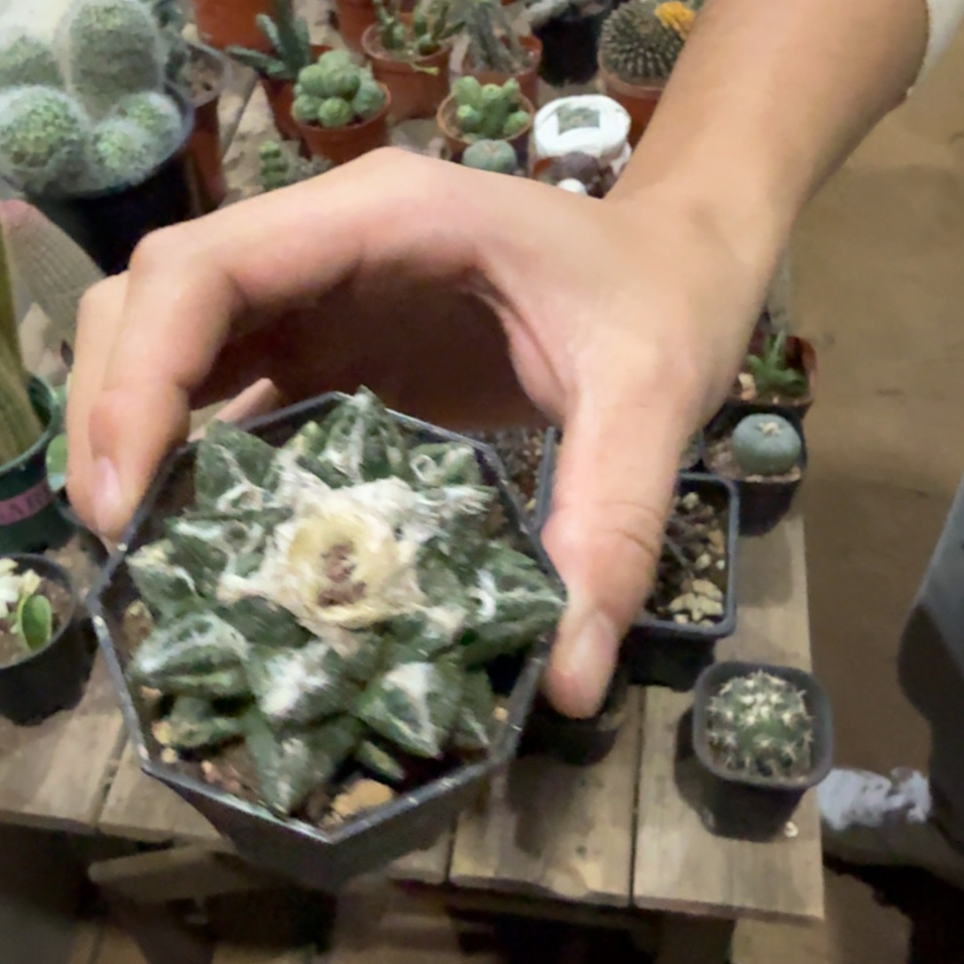 岩牡丹大号带盆带土