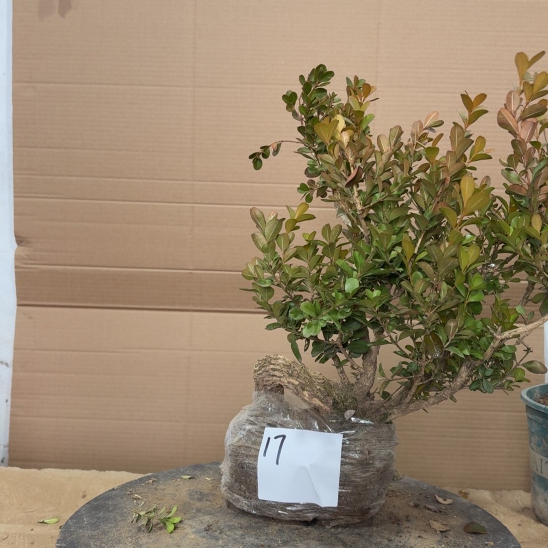 完全开放瓜子黄杨17