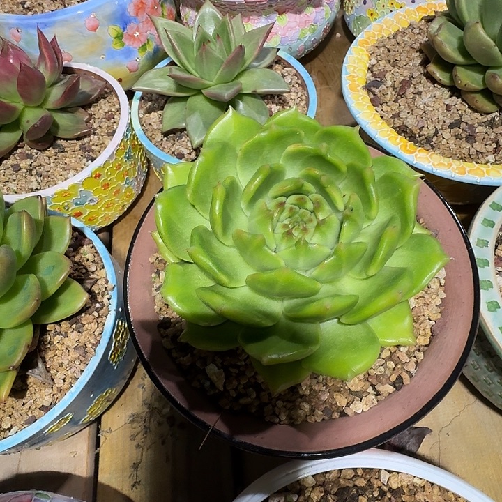 精品透黄体东云专拍