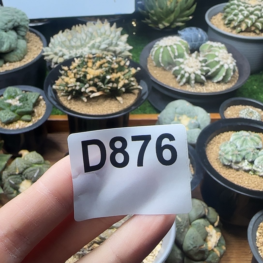 光琳推荐仙人球专拍