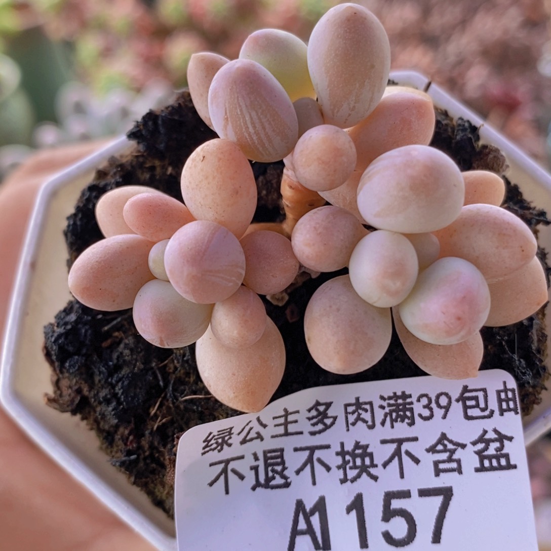 汤圆奶5cm157多肉植物