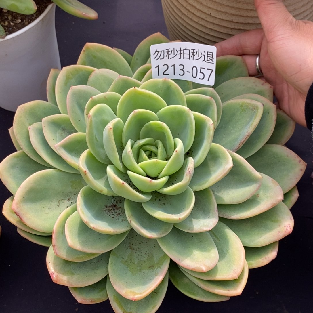 两单包邮1213-57柠檬茶