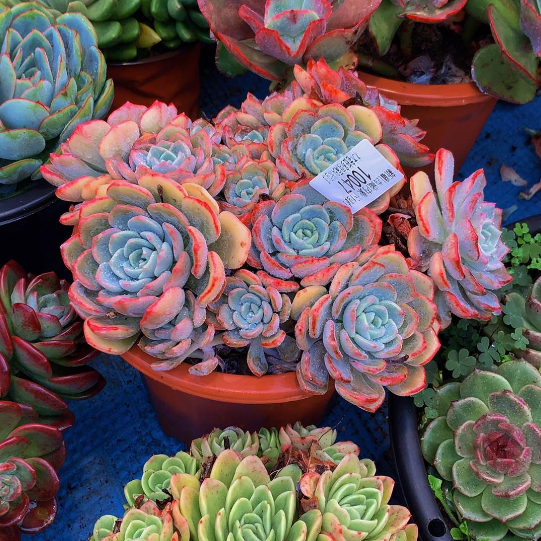 真***诚     千山雪多肉10047