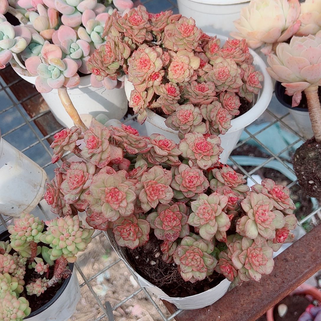 黄金蜡牡丹多头群生精品
