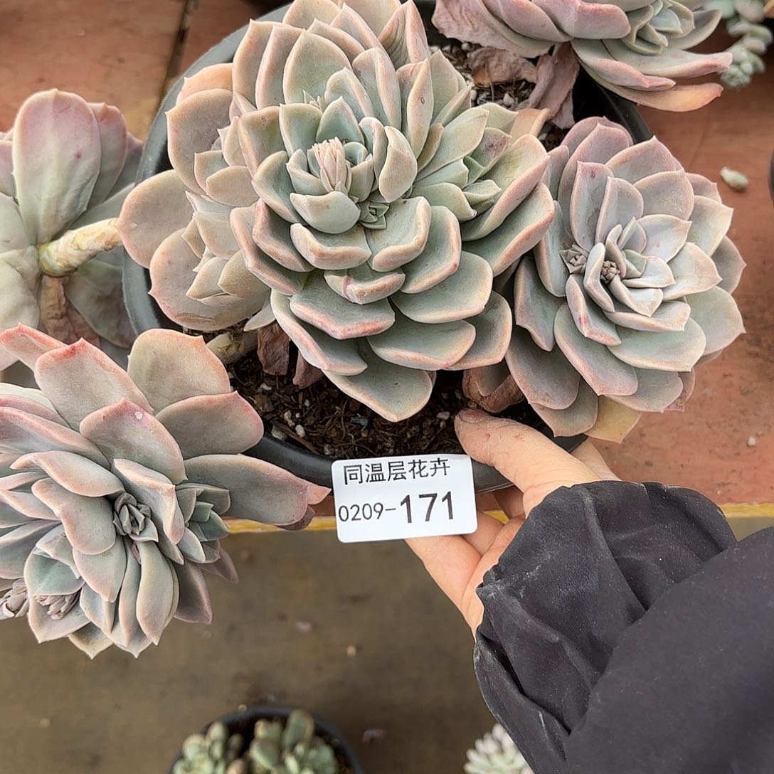 富**宝同温层多肉哈利171