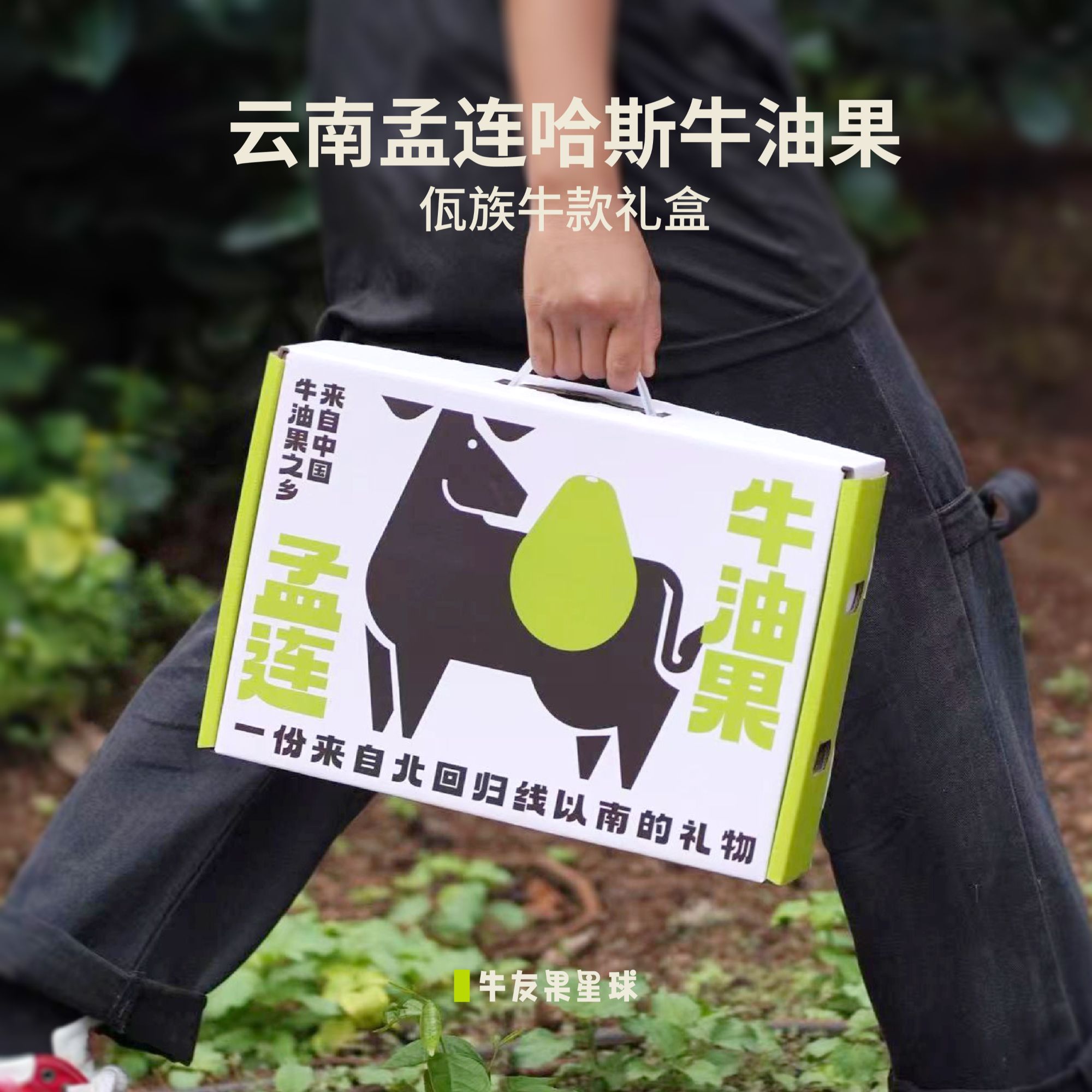 【佤族牛款礼盒】云南孟连哈斯牛油果无黑丝香糯绵密大果8/11个顺丰