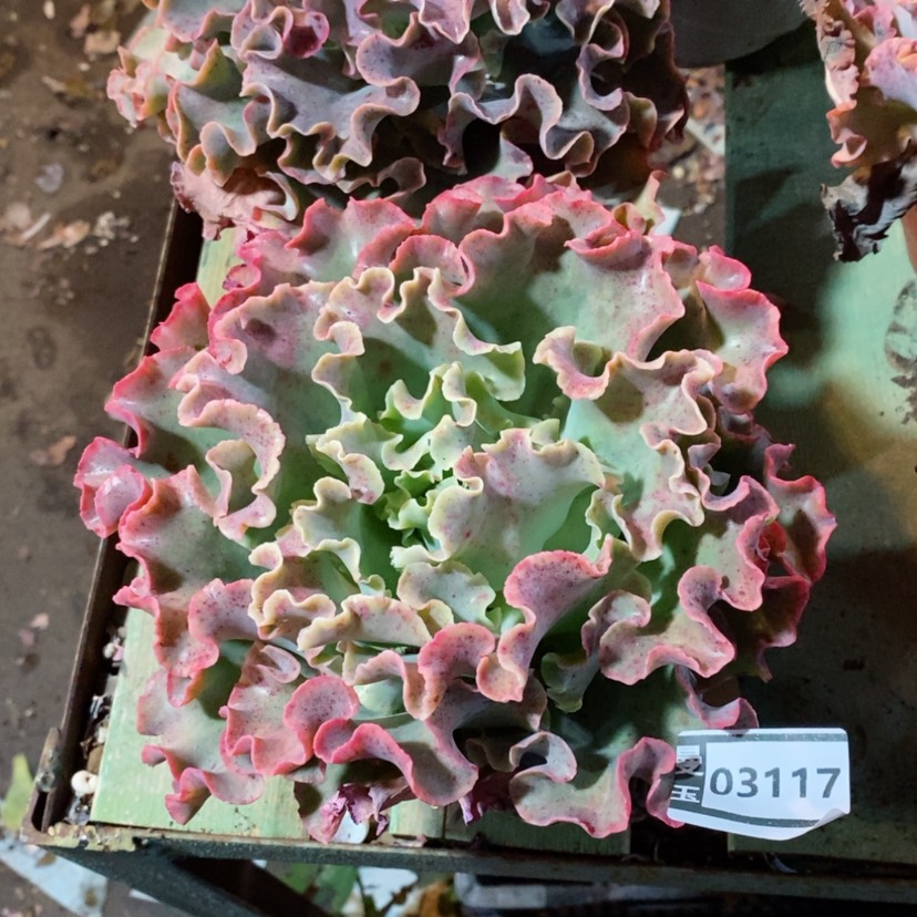 【闪购商品】高砂03117