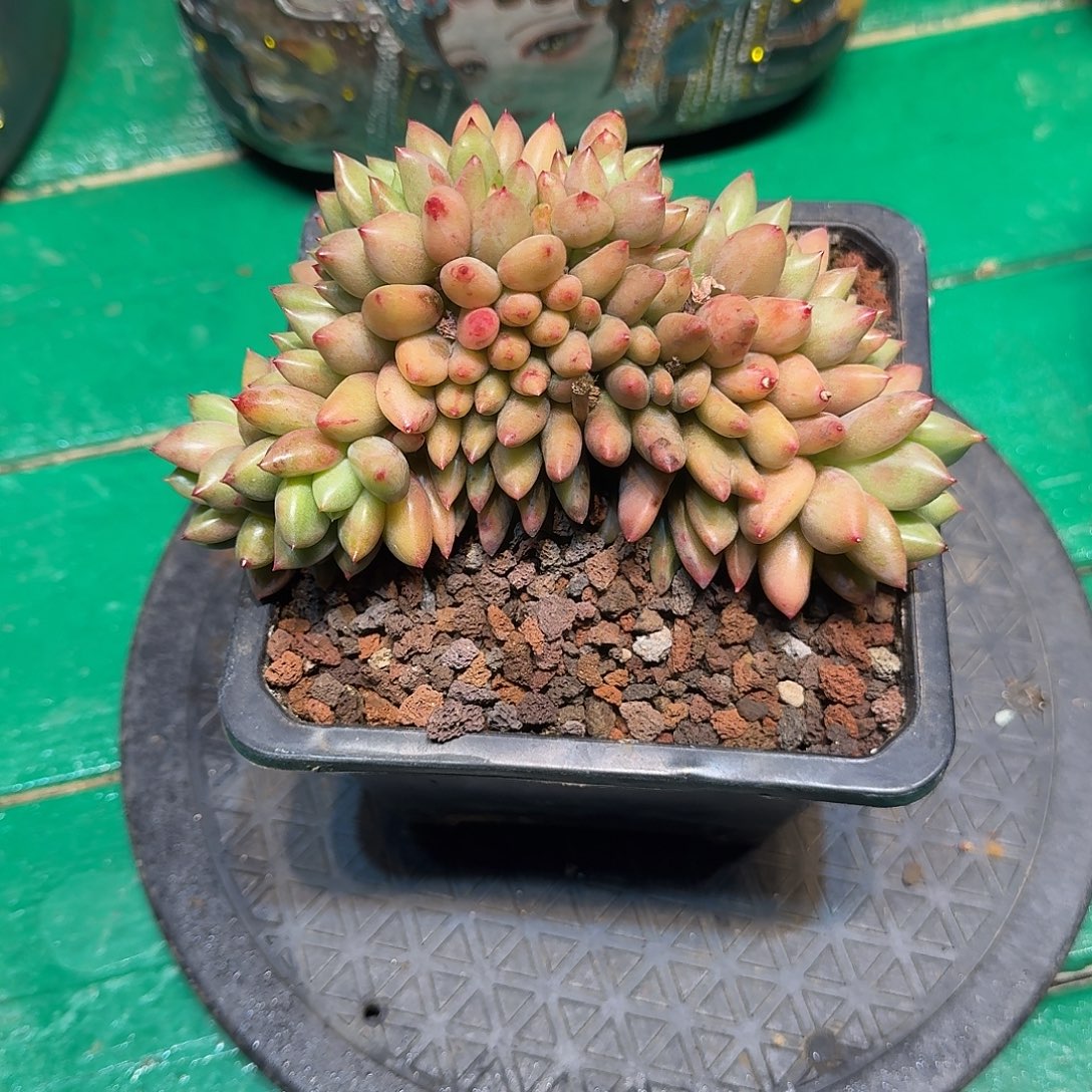 多肉植物多肉植物