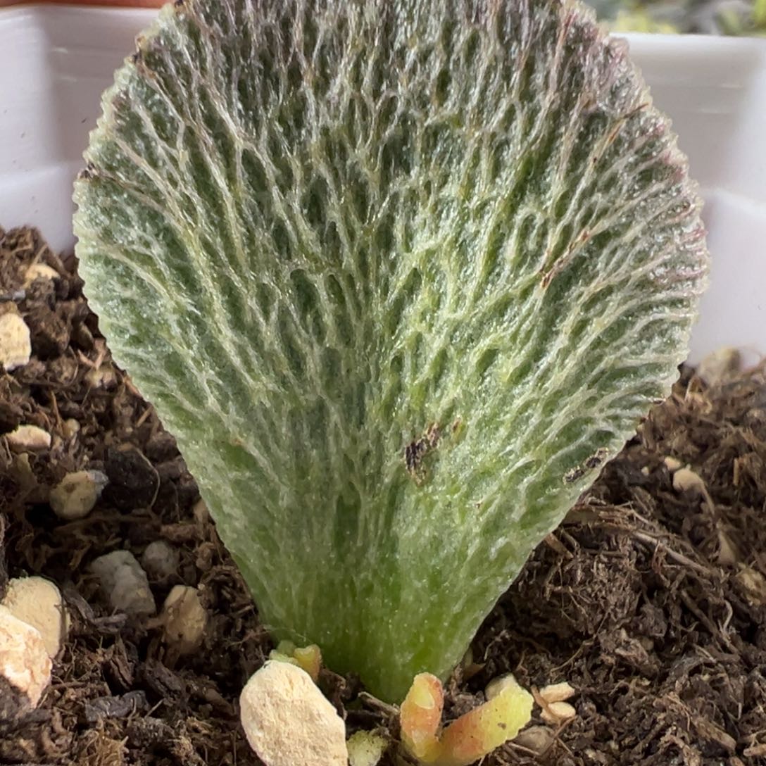 流水纹新品多肉植物水泡