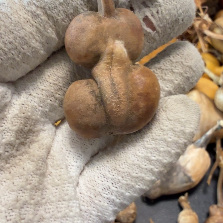 壮***壮666666766766677¥¥77