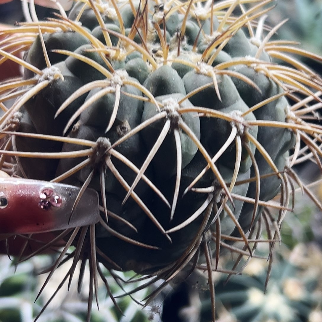 肤刺有根仙人球66666666