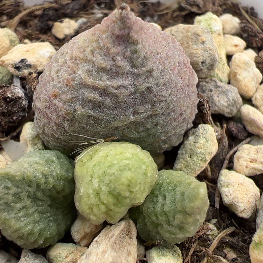 粉桃实生新品大苗多肉植物