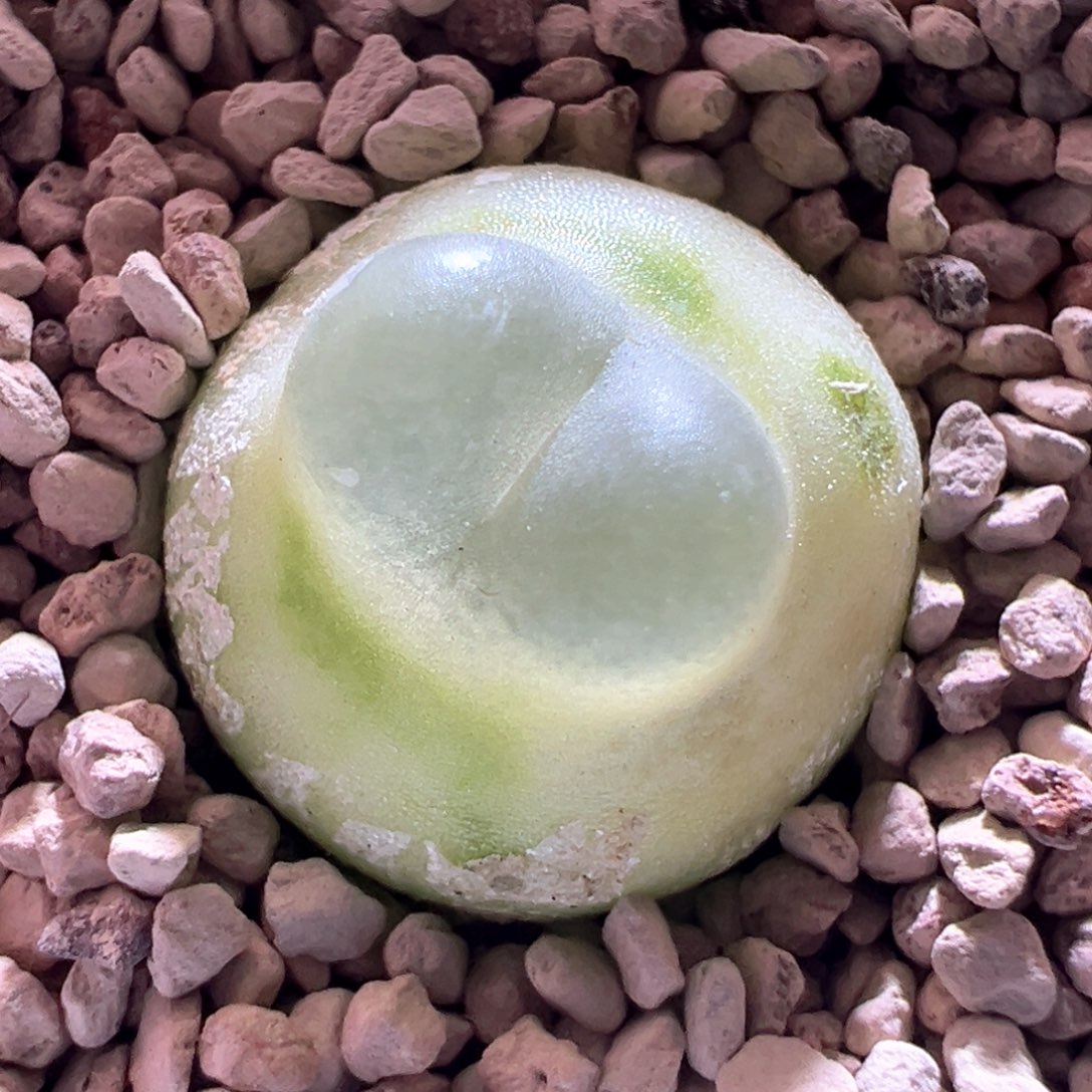 w78。优选日系拉登 啾啾窗 四年 