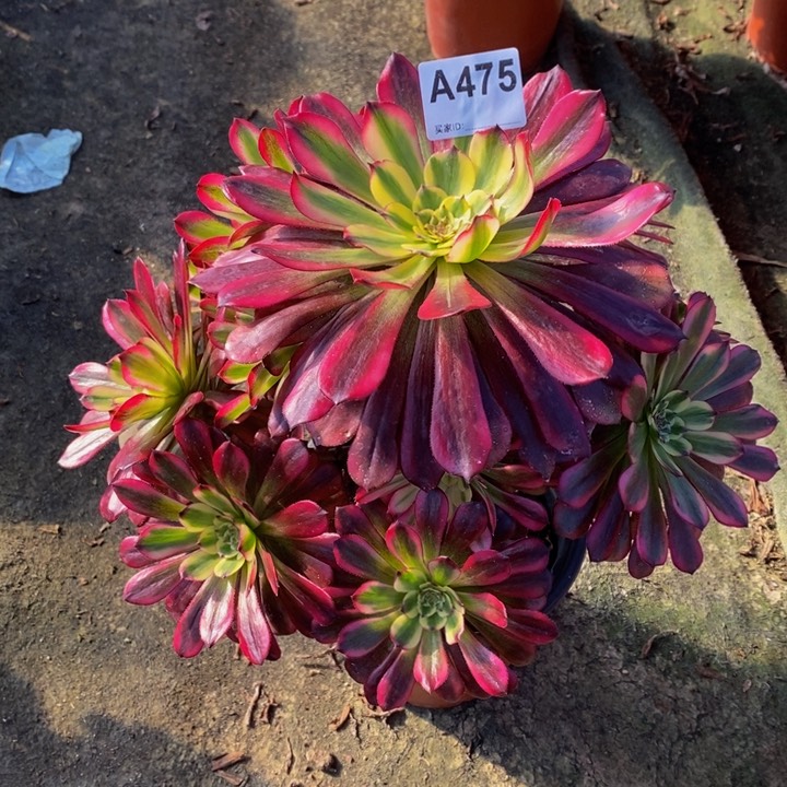 ✨**✨舞天姬多肉植物475