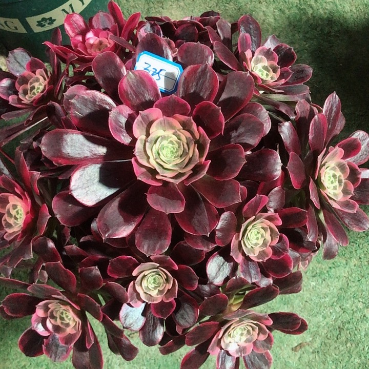 325凤冠多肉法师