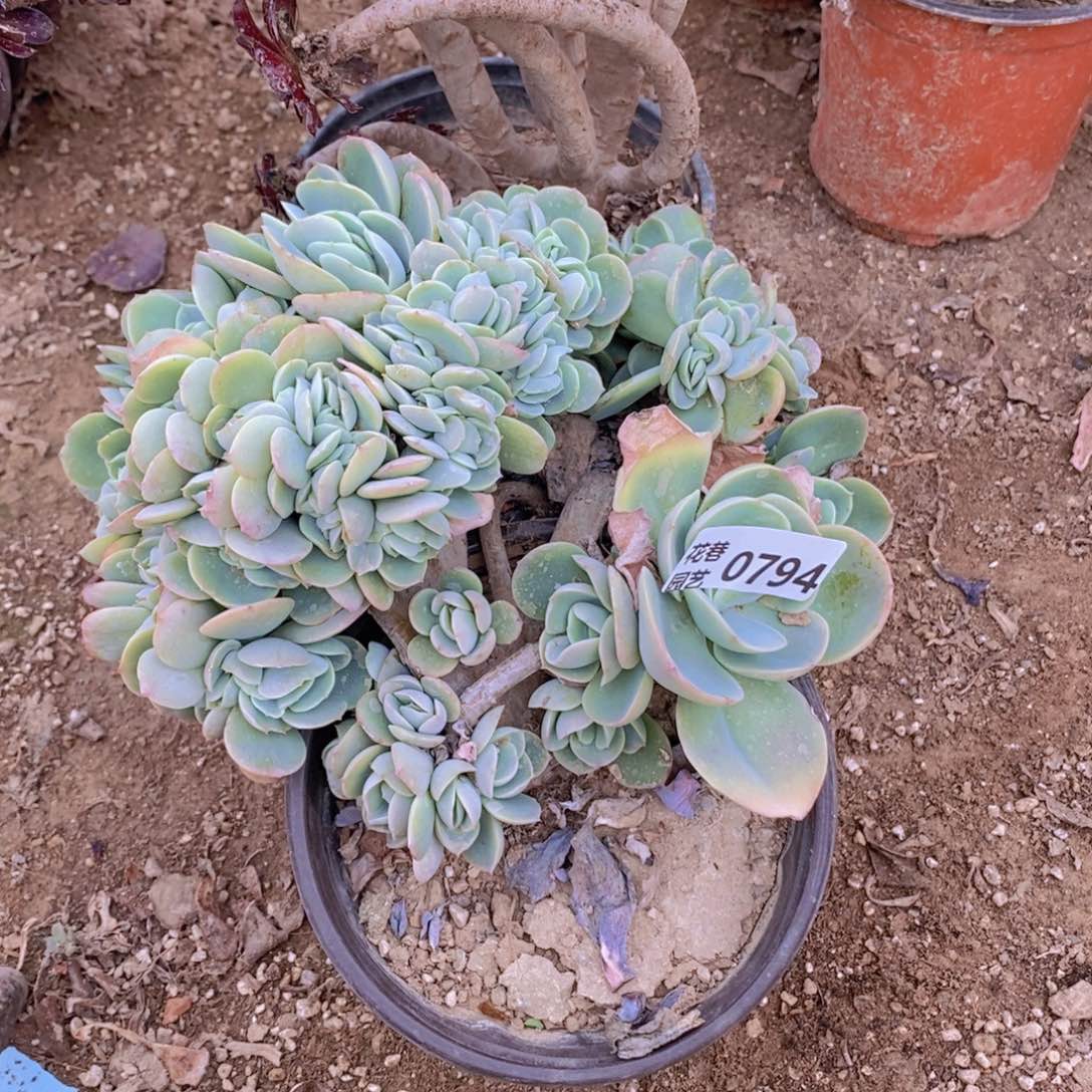 794 号一物一拍多肉植物