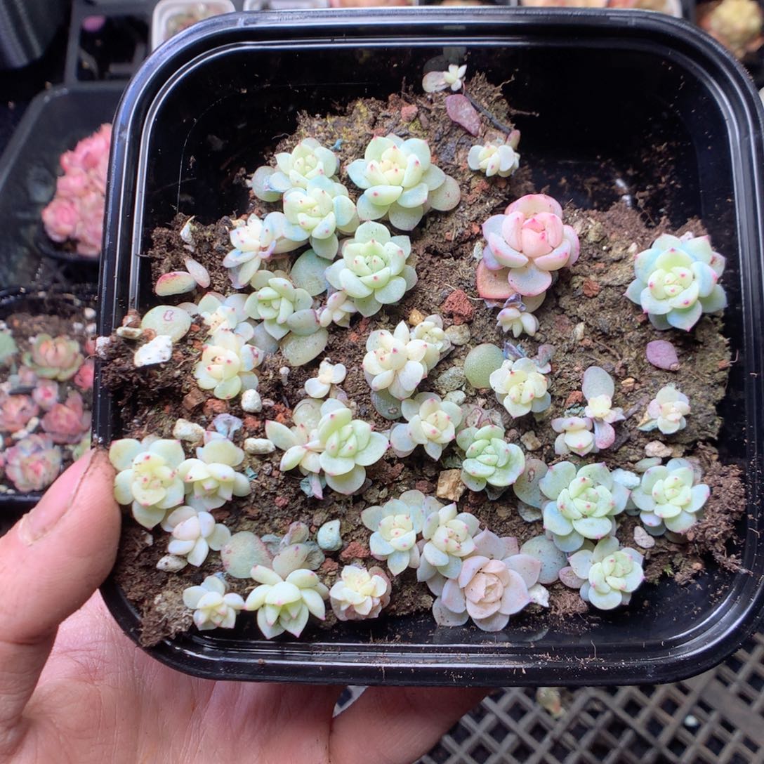 无花朵寒绯20-30颗量拍一盒yyy