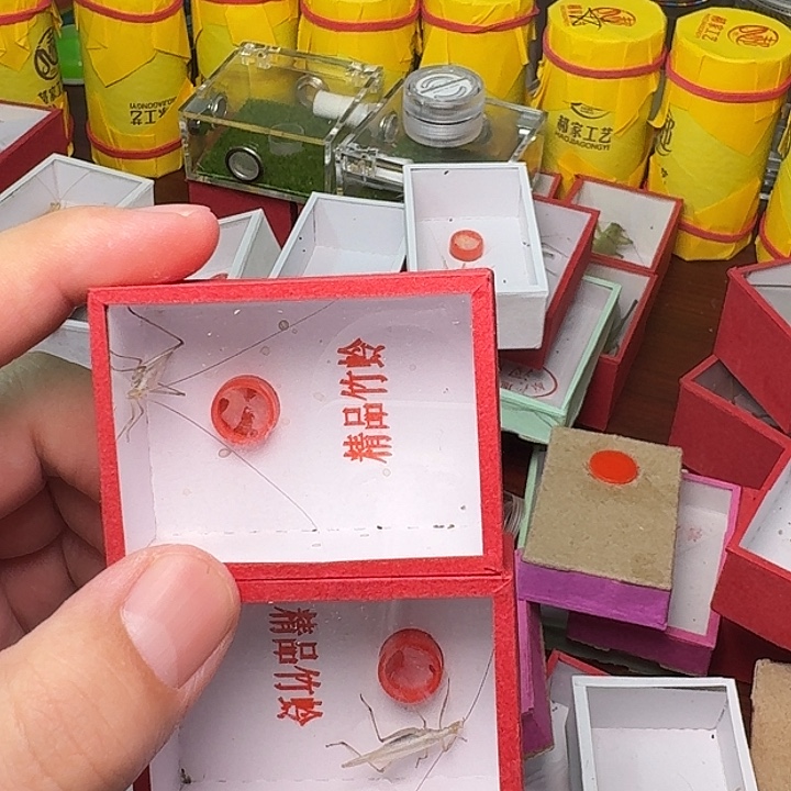 面****蟋蟀紫竹蛉2只。     