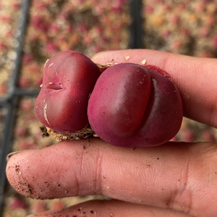 361红宝石一颗一颗