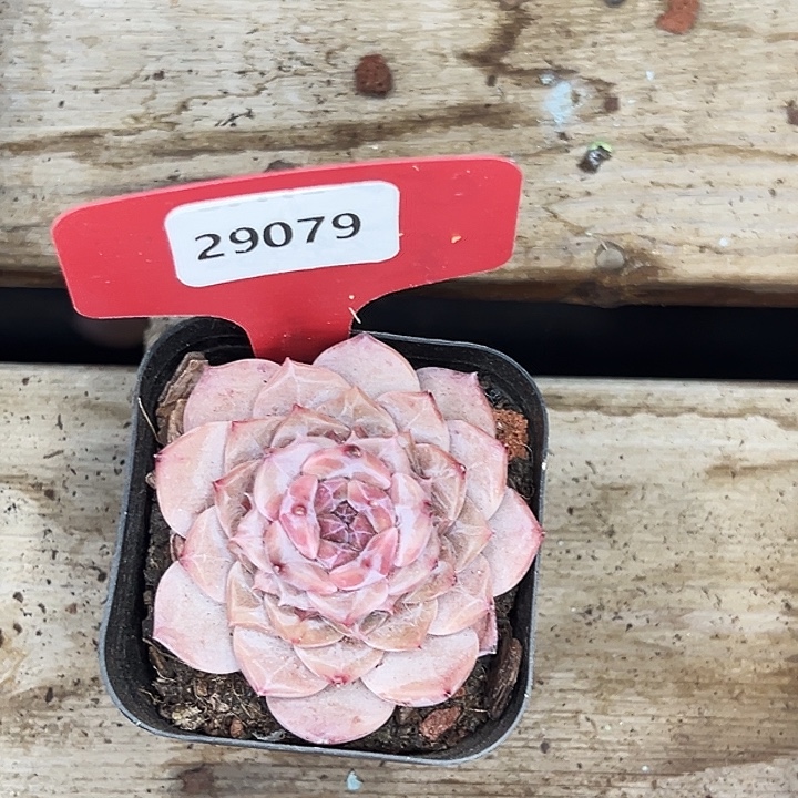 霏***的糖心。    29079号。  