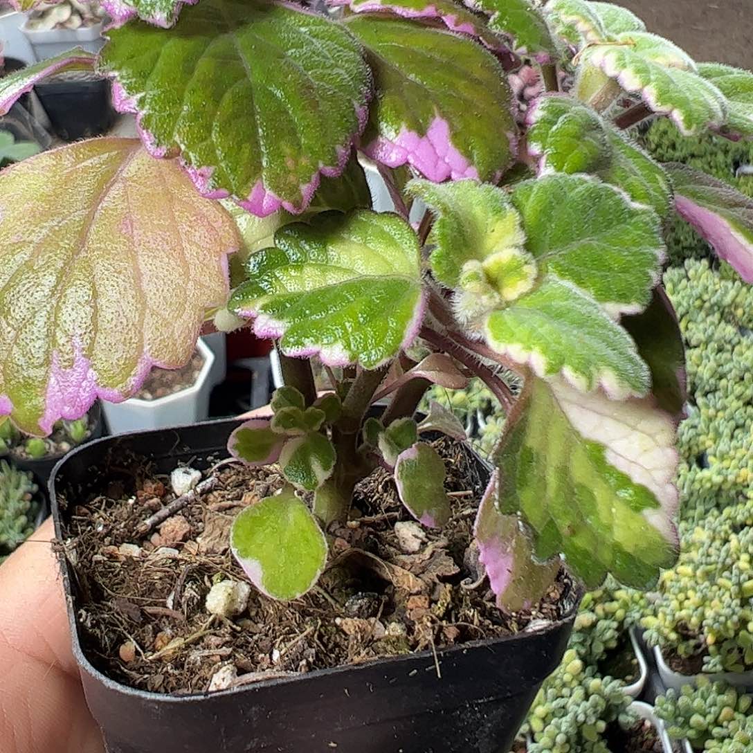 香妃几特大福利上车？