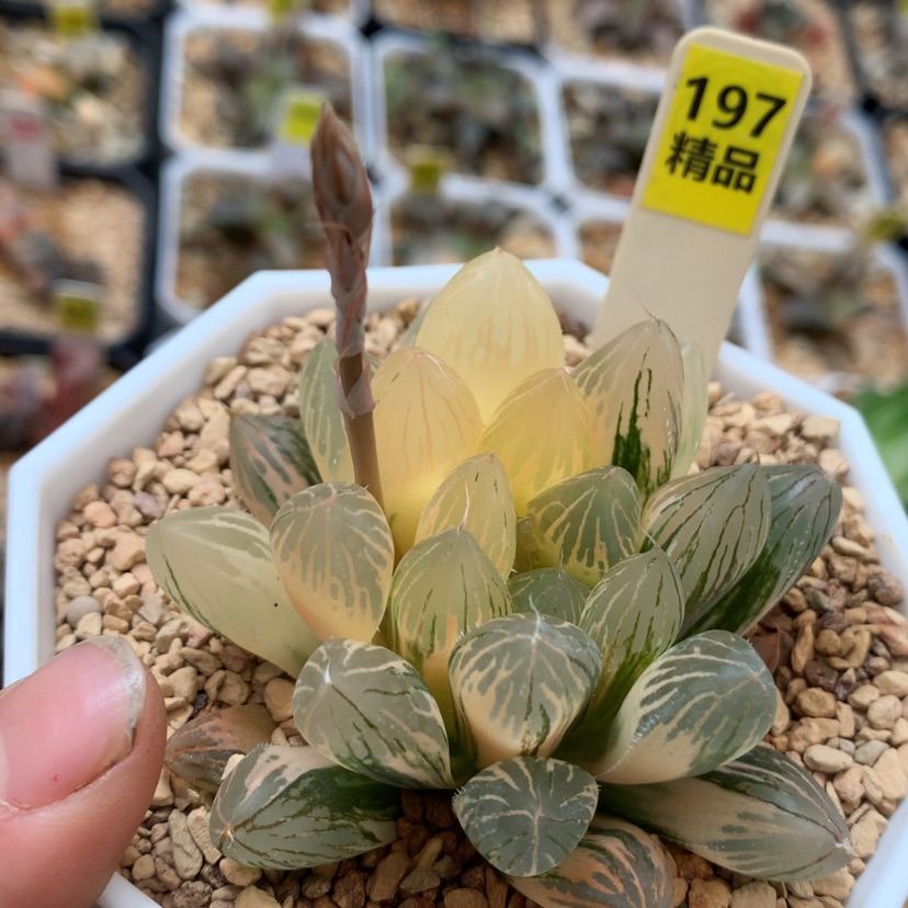 【闪购商品】197胭脂玉露