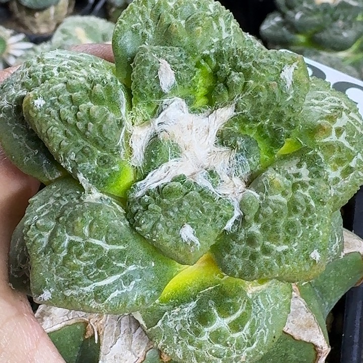 无花朵苗接连山怒338