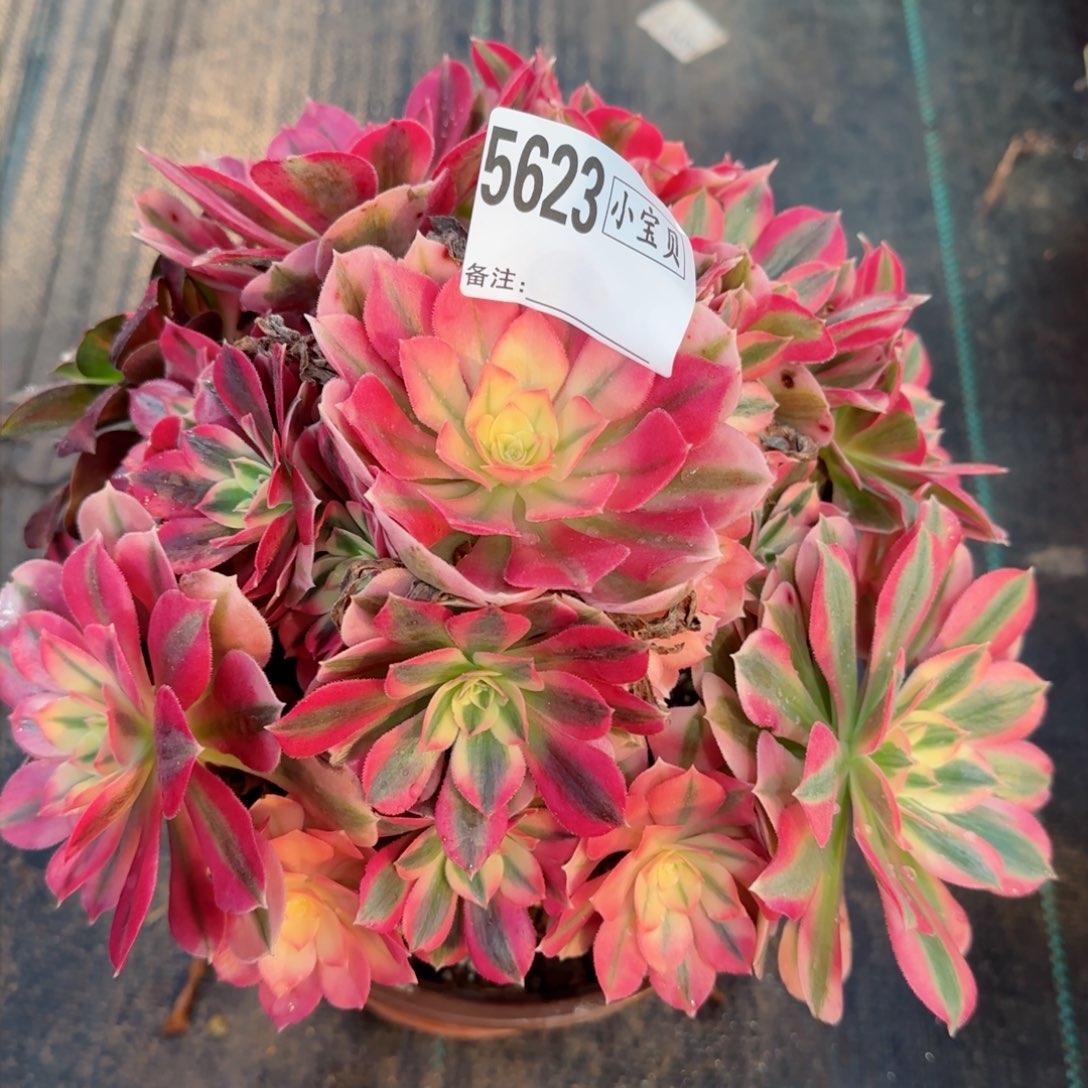 5623多肉粉女巫多肉多肉