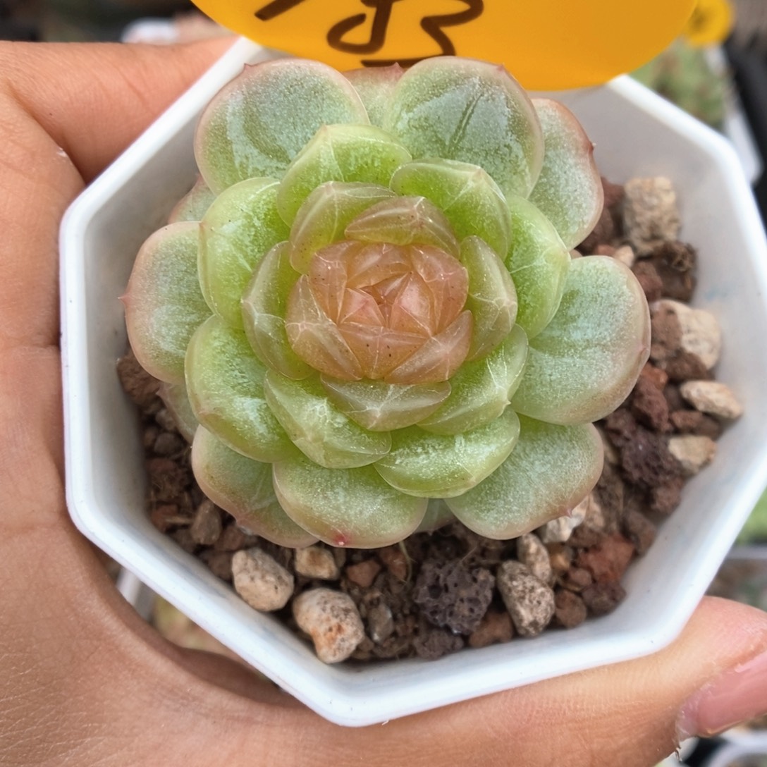 白色恋人可拍983号。
