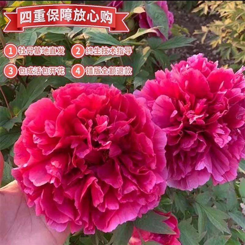 【一物一拍】千层重瓣牡丹花苗耐寒适合室内外种植观赏花卉