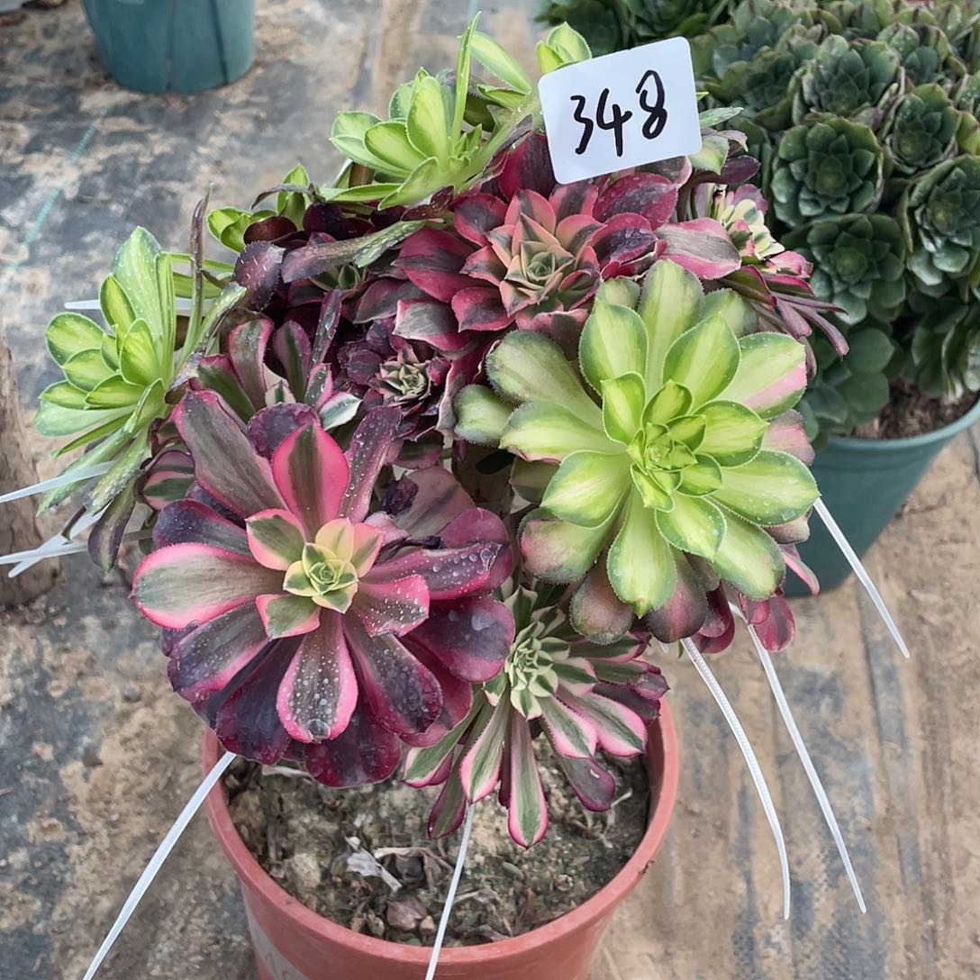 348法师植物嫁接