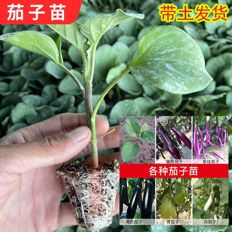 高产茄子秧苗紫长茄子苗黑长茄苗杭茄苗紫圆茄苗青茄苗白茄苗盆栽