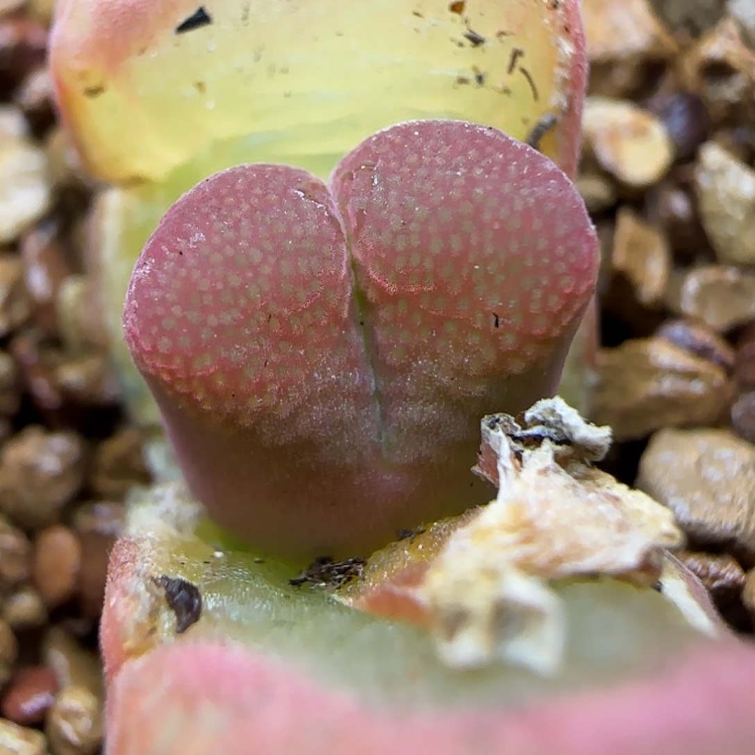 红宝石风铃脱土发货342