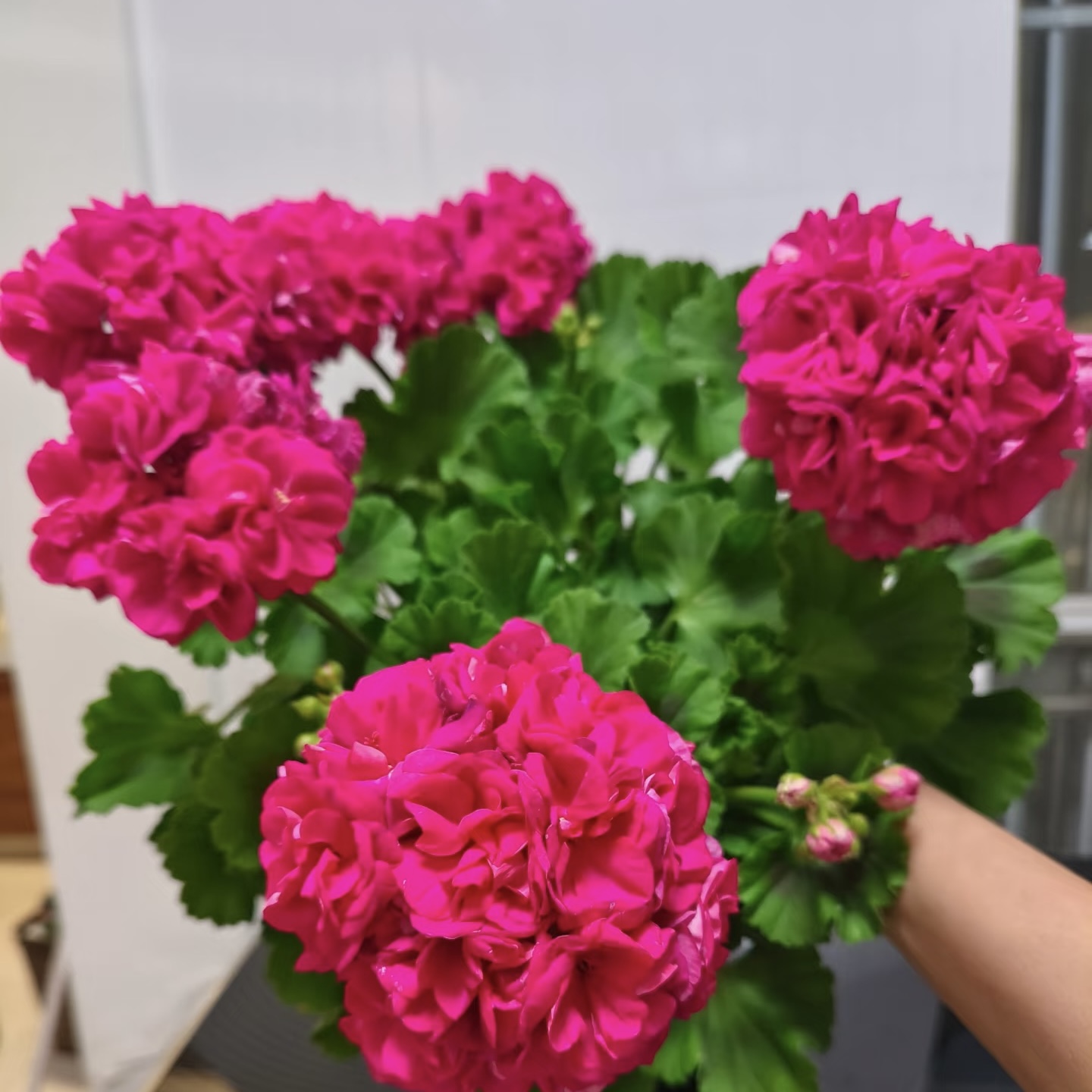 【云裳】天竺葵四季花卉室内外观花植物（不拍保温 不包冻损）