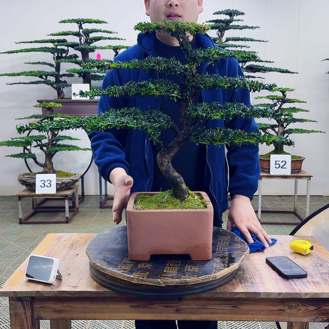 无花朵红芽罗汉松造型盆景