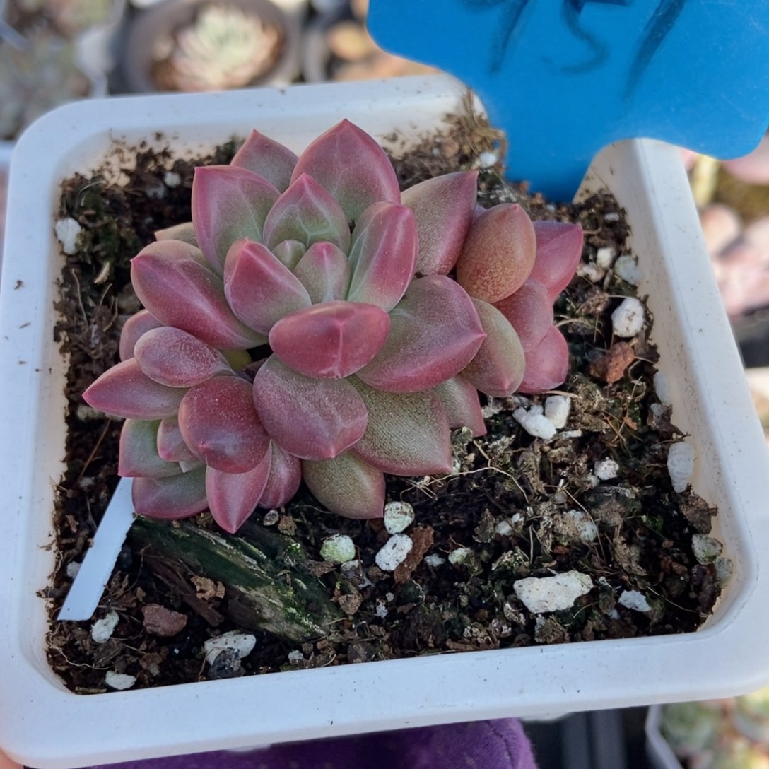 951迷雾泡泡多肉植物