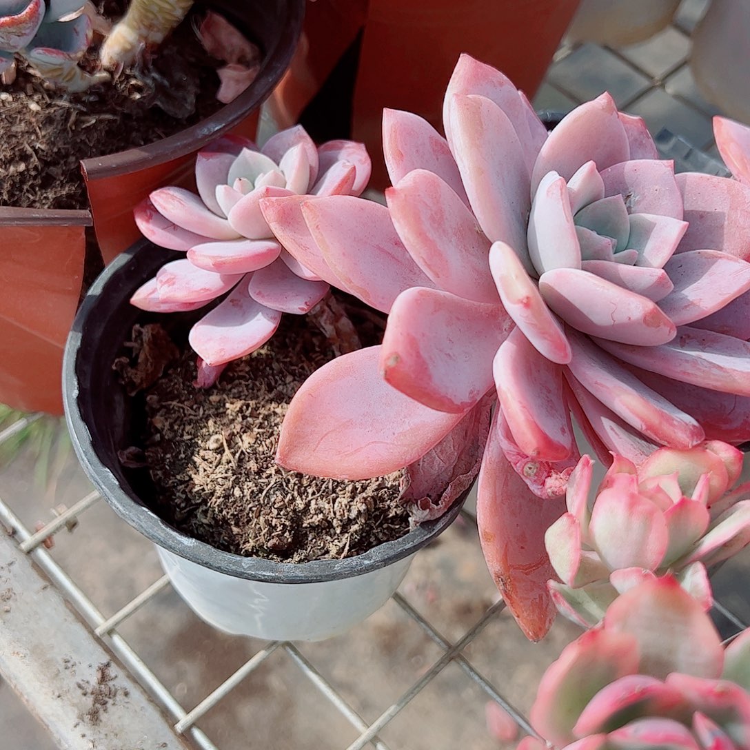 红茶大单头精品特价二盆