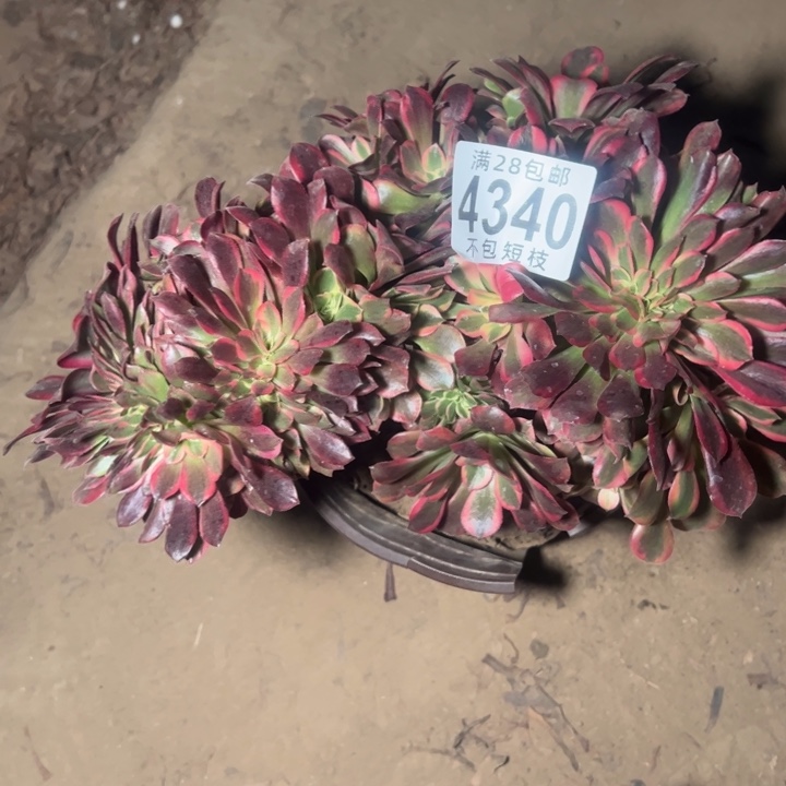 美杜莎缀4340法师