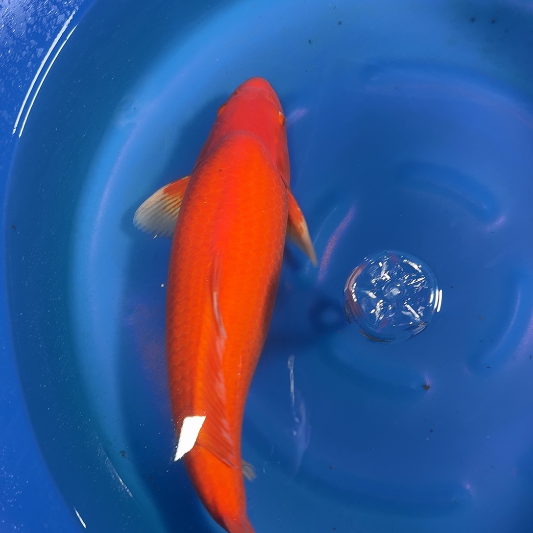 海水鱼锦程锦鲤介子