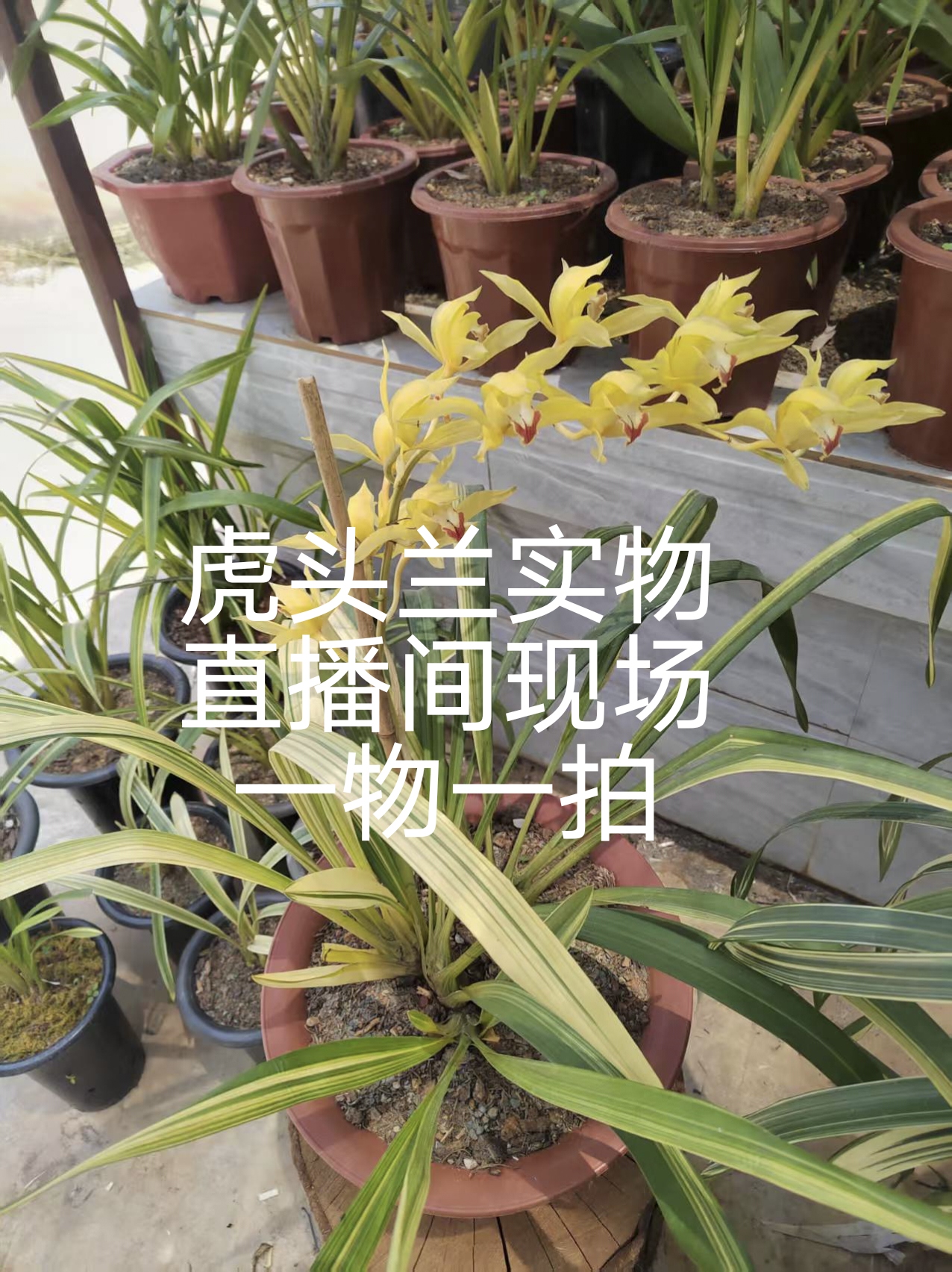 兰花 云南虎头兰艺草一物一拍 切勿盲拍