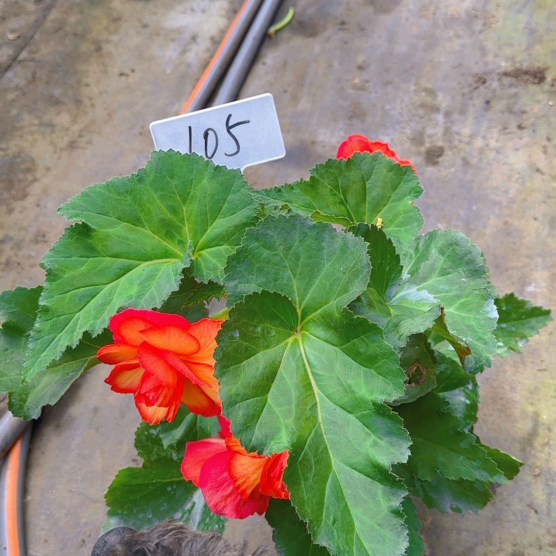 无花朵夫妻海棠种球系列105