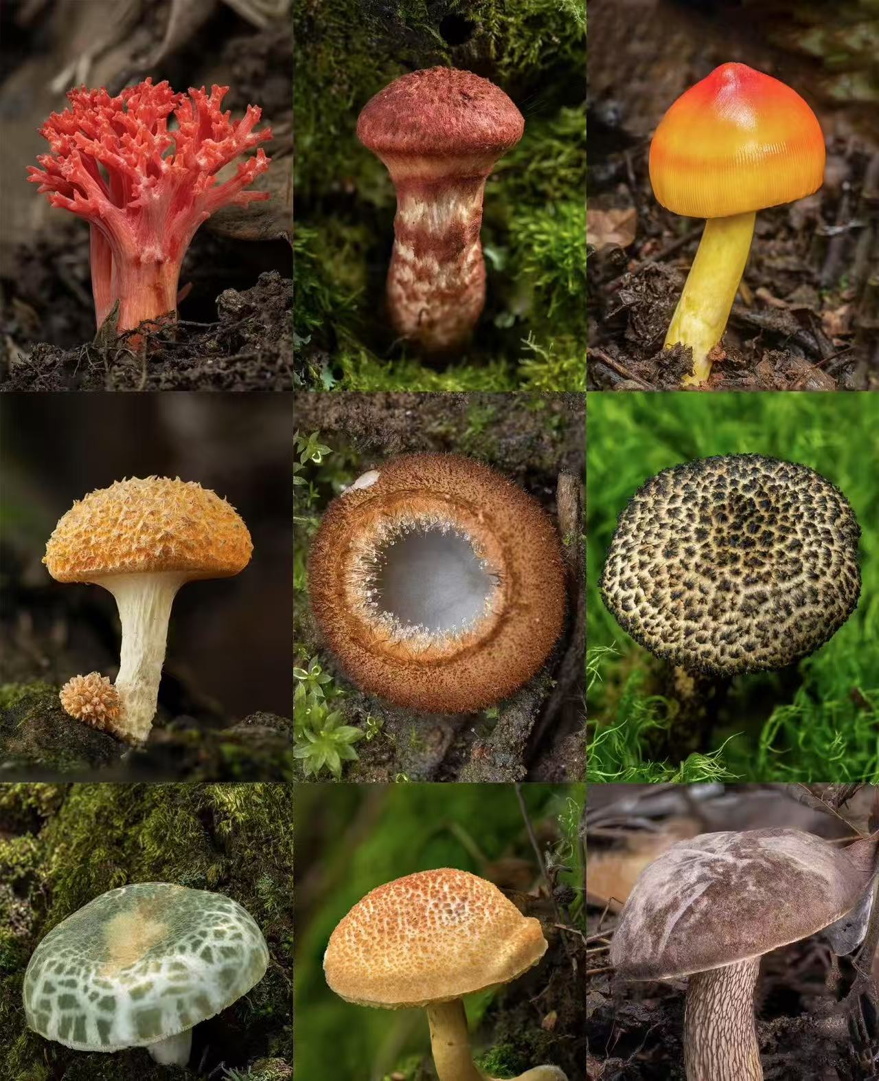 1【客-服-链-接-勿-拍】净含量：10g【阿徐现收】